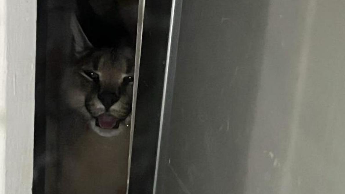 Un lynx du d sert d couvert dans un appartement Pont Sainte